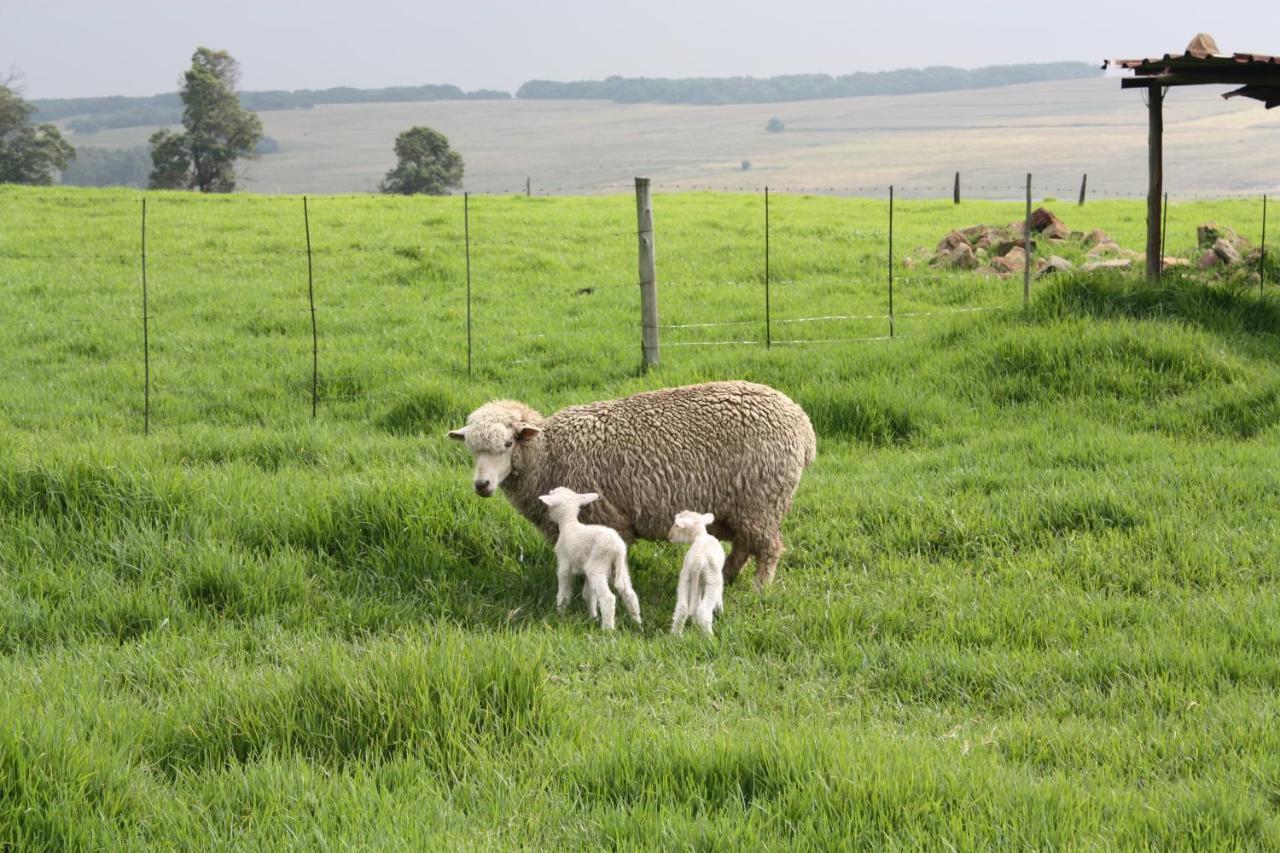 Green Thumb Farm Stay Ermelo Eksteriør bilde